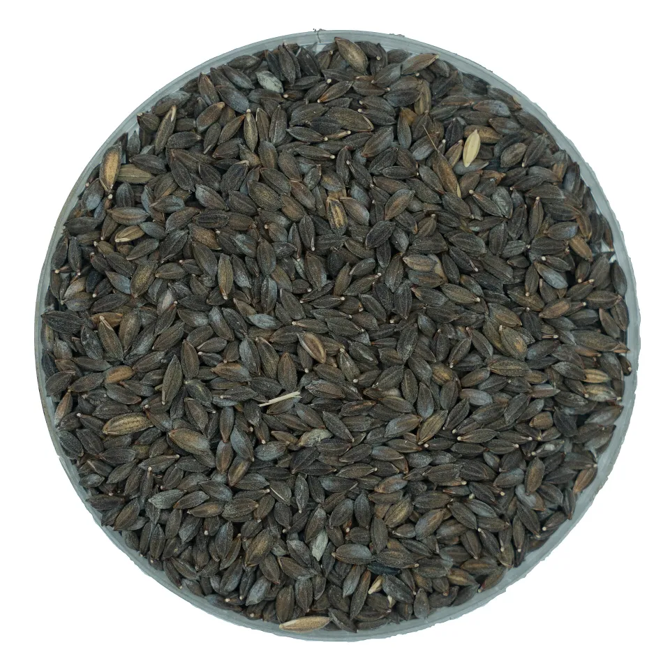 Kalijira paddy rice grains photographed as a distinct variety