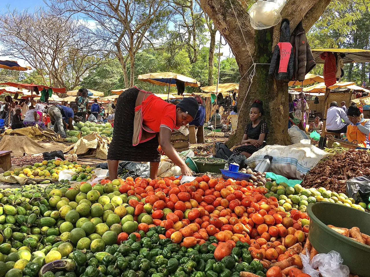 Produce trader checking fresh tomatoes among vegetables displayed in an African market