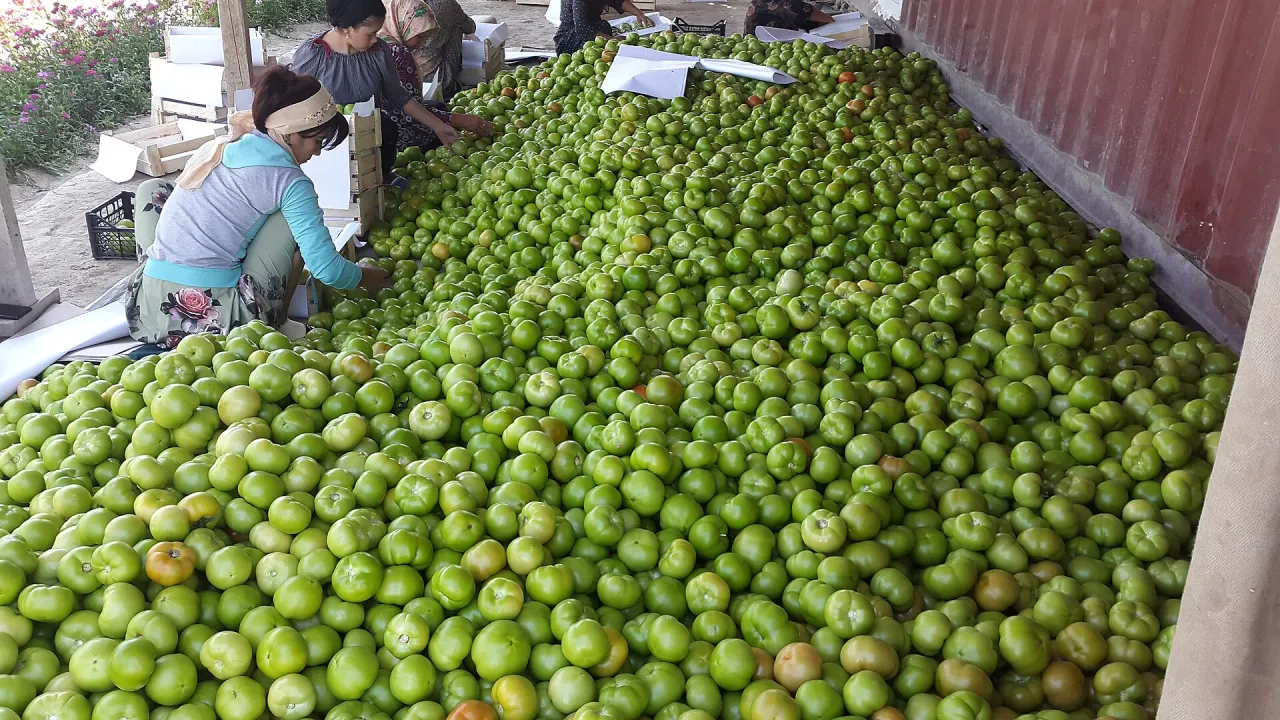 Workers sorting green tomatoes into market-ready groups at a produce packing site