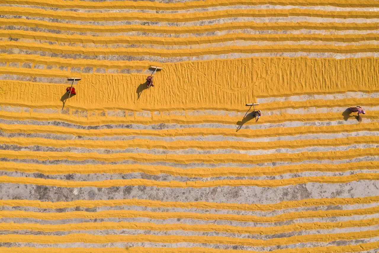 Workers turning rice during outdoor drying in Bangladesh